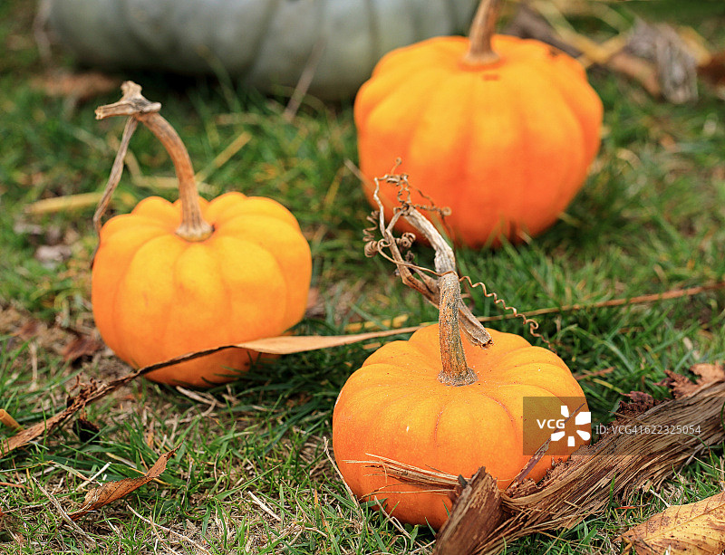 三个橙色小南瓜图片素材