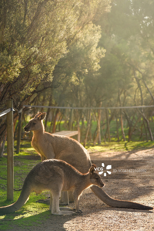一对东部灰袋鼠图片素材
