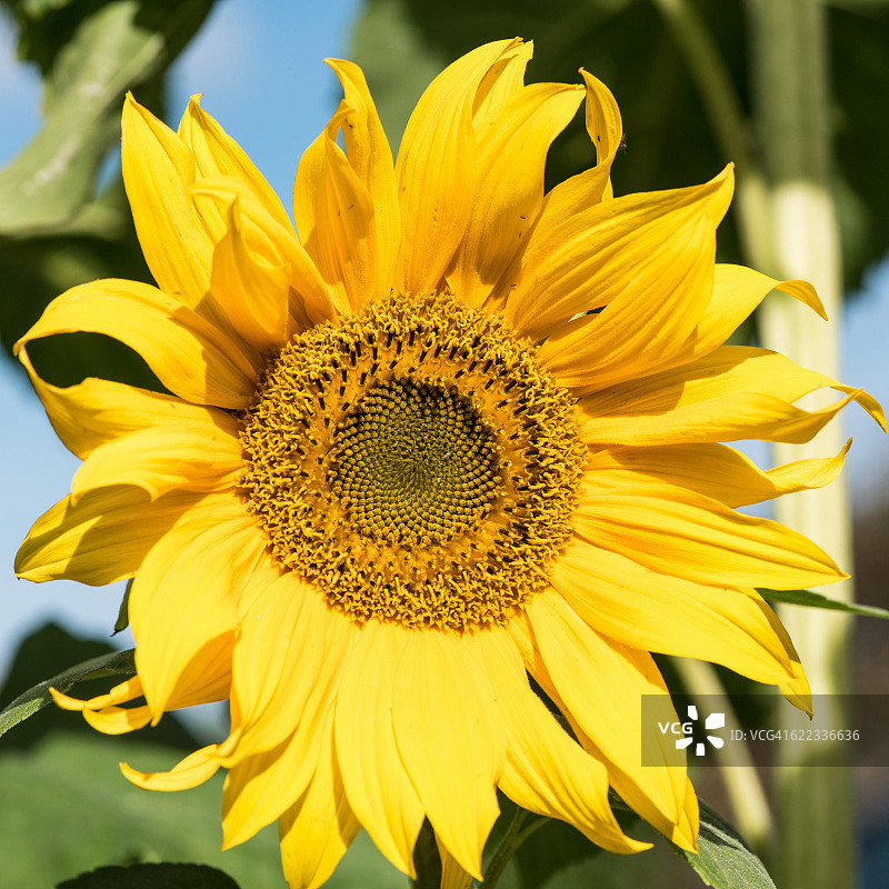 向日葵图片素材