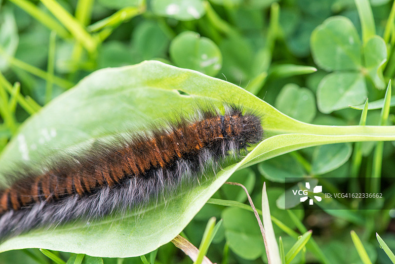 红斑褐毛虫图片素材
