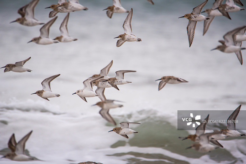 红腹滨鹬：涉水鸟图片素材