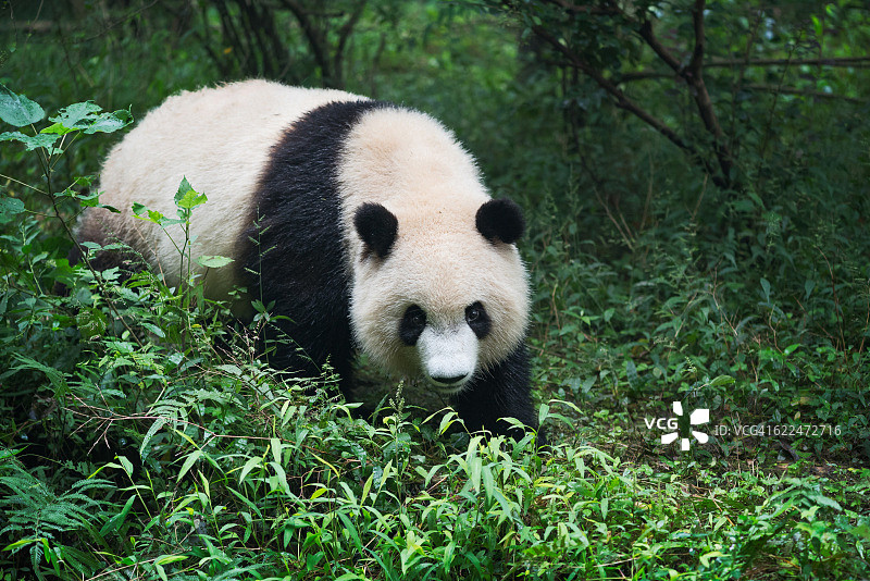 成都林中行走的大熊猫图片素材