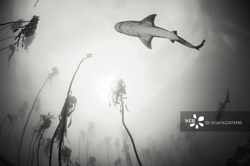 海带中的七鳃鲨图片素材