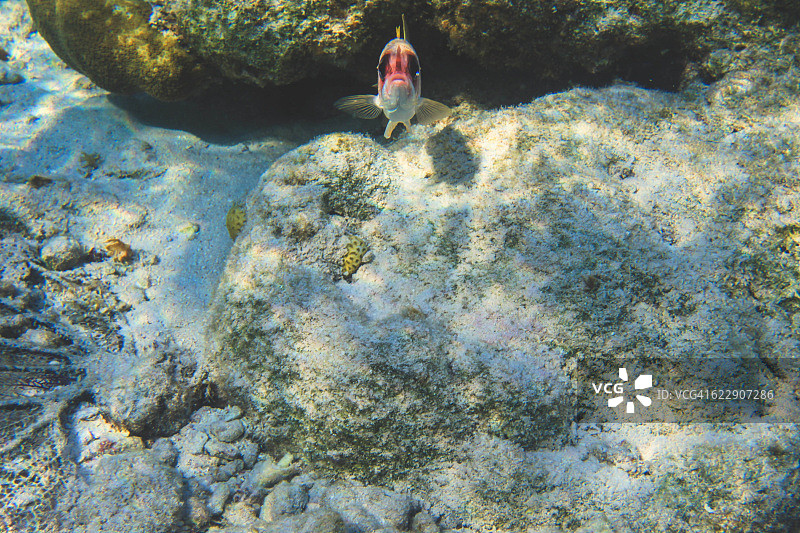 松球鱼图片素材