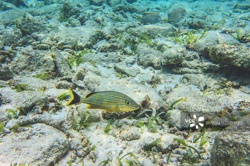 石鲈鱼图片素材