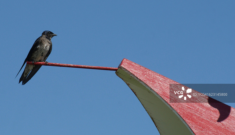 蓝天下栖息的燕子图片素材