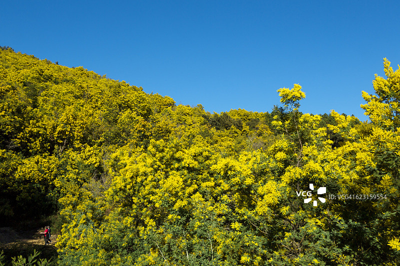 法国里维埃拉瓦尔省塔内隆地块的含羞草森林图片素材
