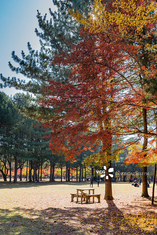 韩国南怡岛的彩色树木图片素材