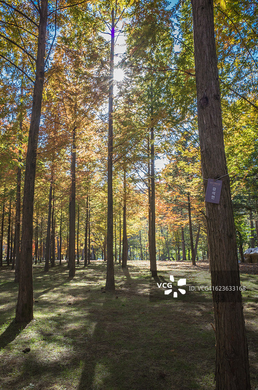 韩国春川南怡岛的枫树林图片素材