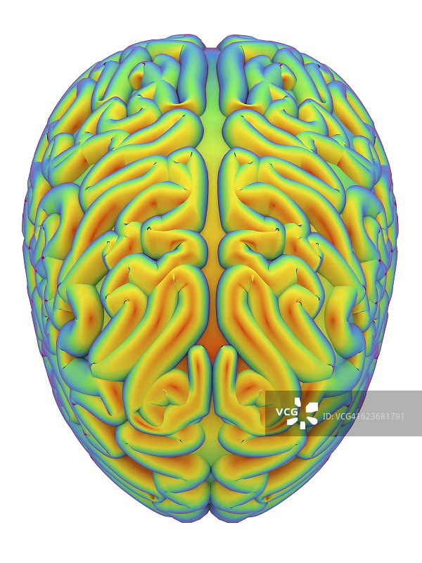 人类大脑、艺术品图片素材