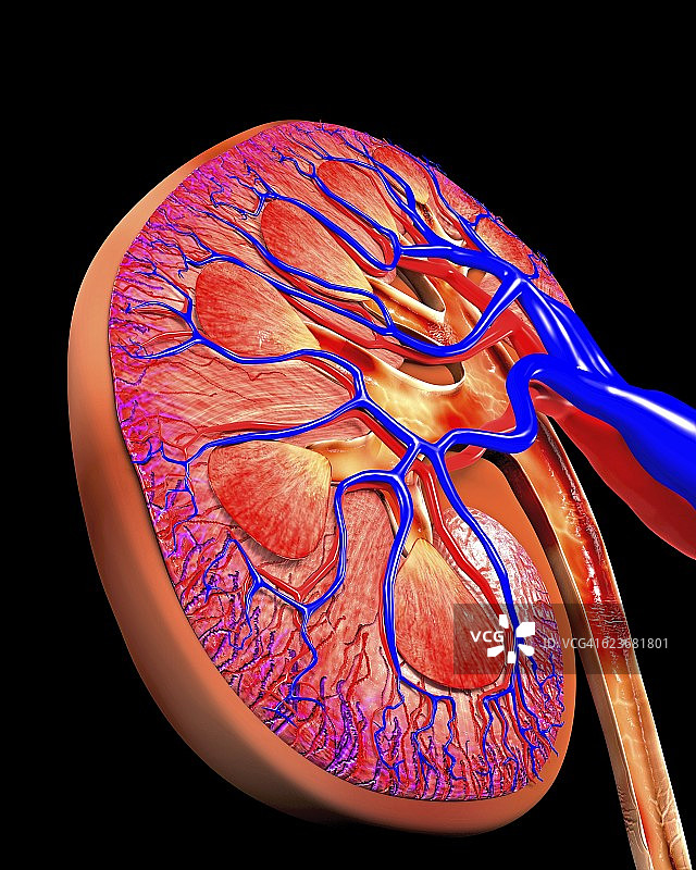 人类肾脏切面电脑图图片素材