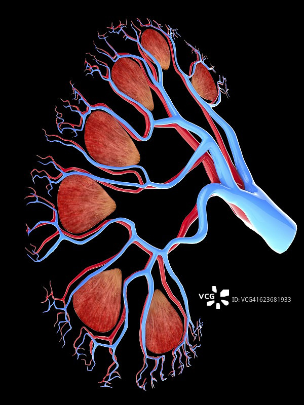 人类肾脏切面电脑图图片素材