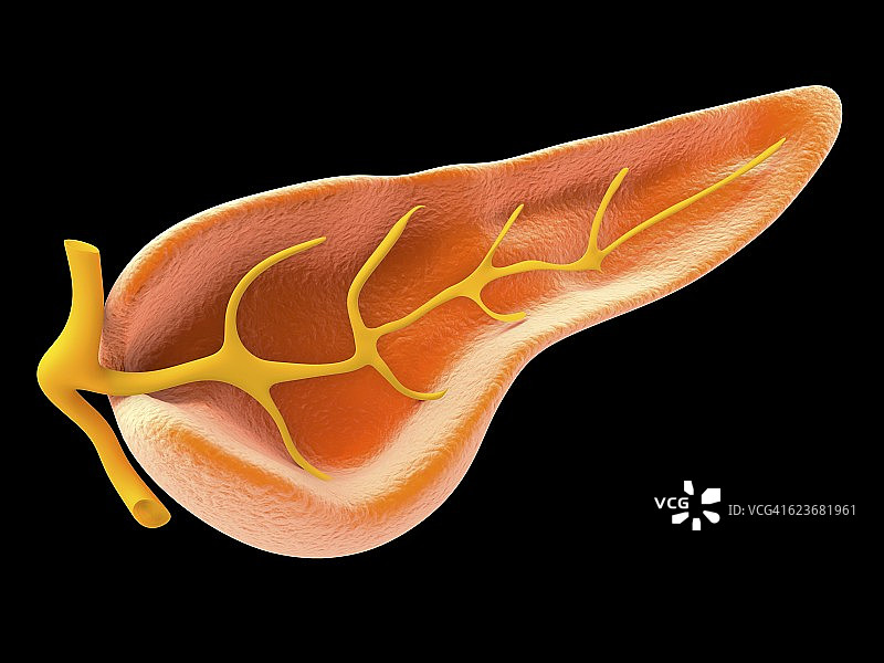 胰腺横截面，艺术作品图片素材