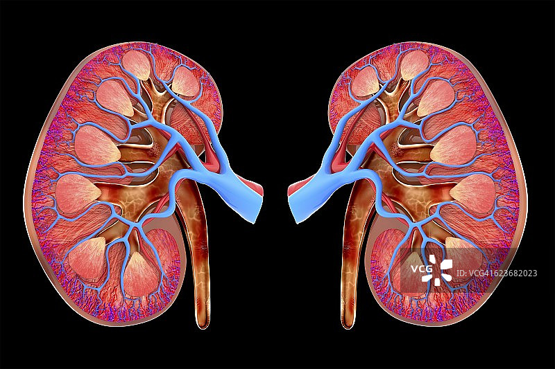 人类肾脏艺术作品图片素材