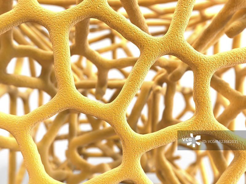 骨质疏松症骨骼图图片素材