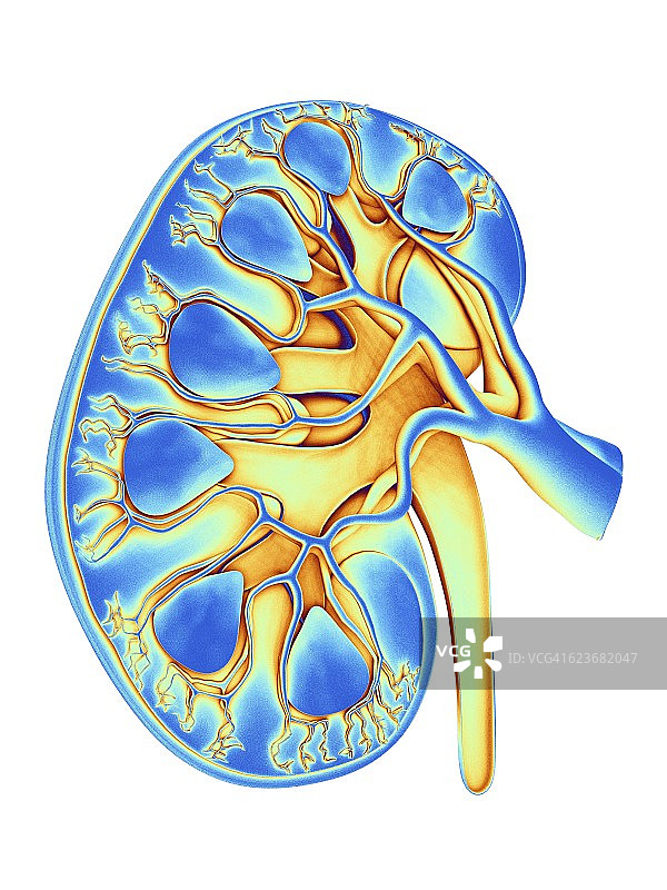 人类肾脏切面电脑图图片素材