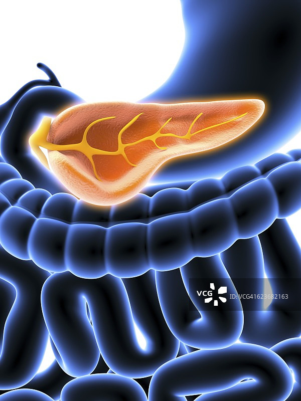 胰腺横截面，艺术作品图片素材
