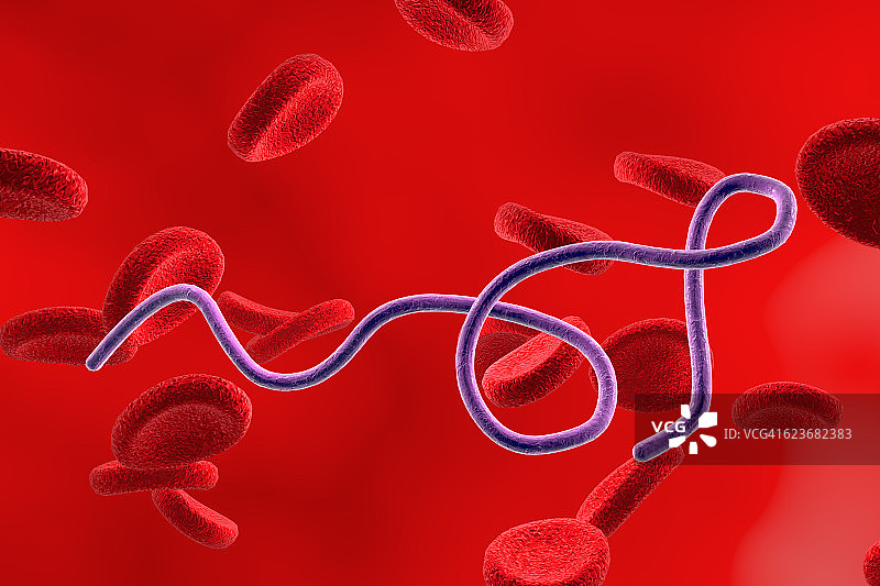 血液中的伯氏疏螺旋体细菌图片素材