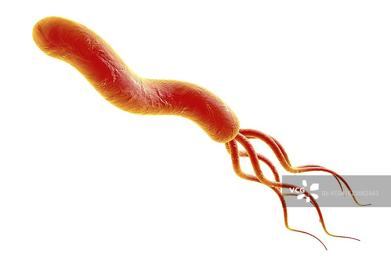 幽门螺杆菌图片素材