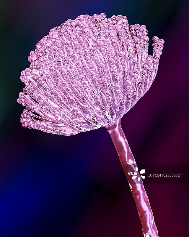 曲霉真菌插画图片素材