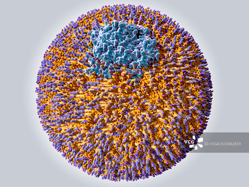 低密度脂蛋白颗粒图片素材