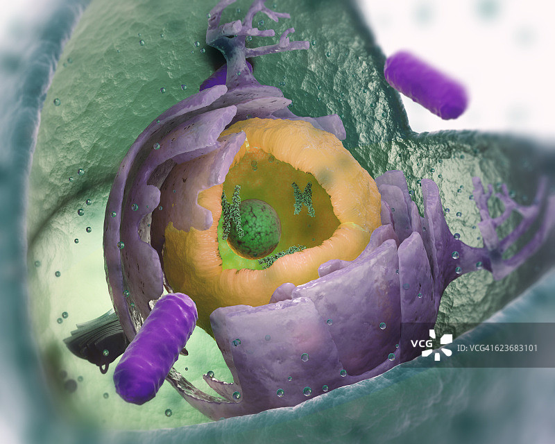 真核细胞结构图片素材