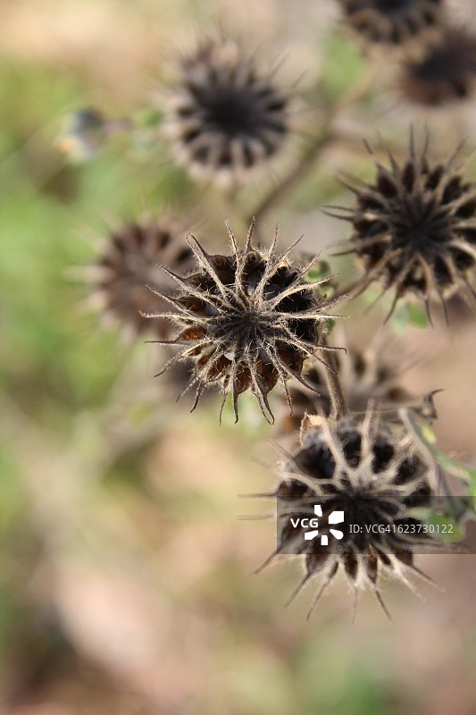 种子荚图片素材