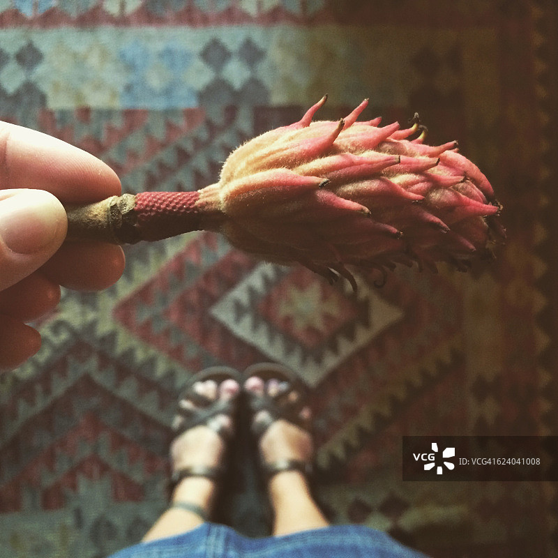 发现木兰荚图片素材