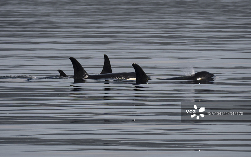 三只逆戟鲸和一只小逆戟鲸图片素材