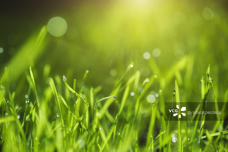 草地的背景图片素材