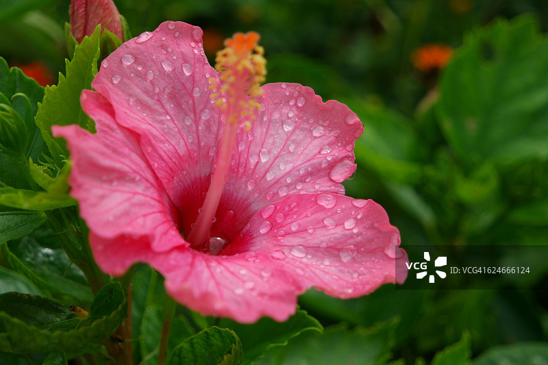 粉色的芙蓉图片素材