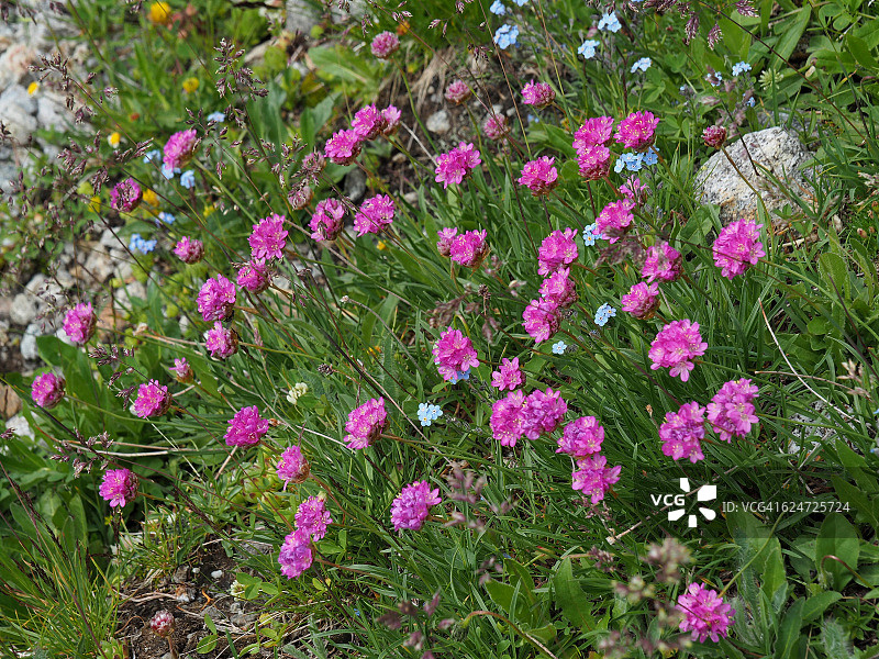 马贾谷的阿尔卑斯山野花，提契诺，瑞士南部图片素材