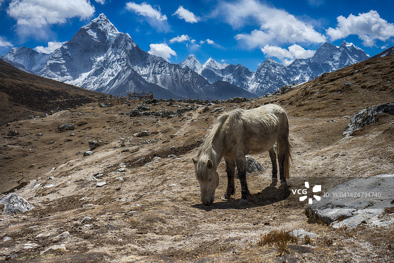 白色马，背景是阿玛达布拉姆山和喜马拉雅山脉，珠穆朗玛峰地区，尼泊尔图片素材