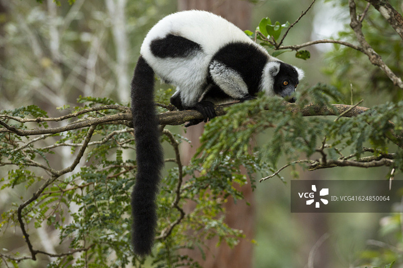 马达加斯加黑白领狐猴图片素材