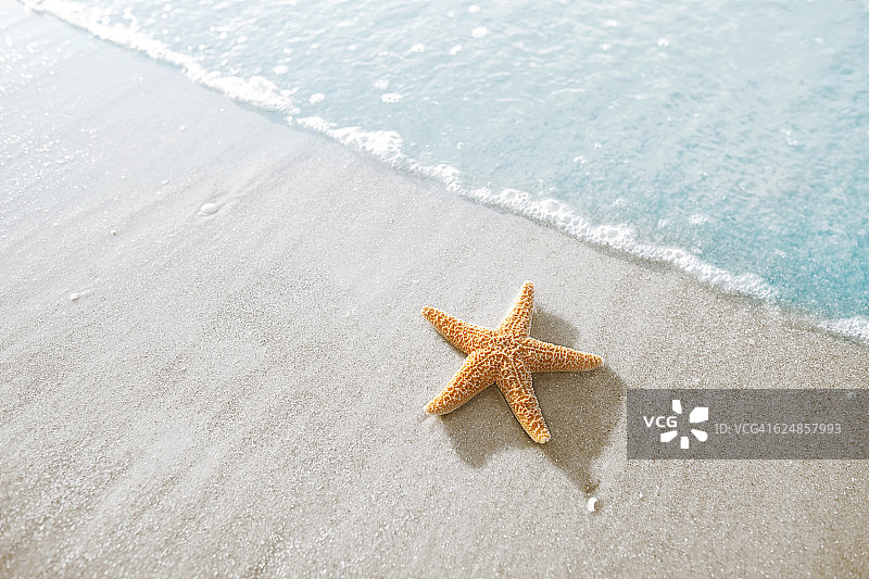 海滩上的海星图片素材