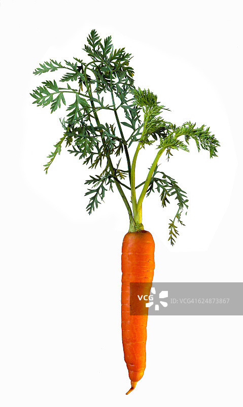 胡萝卜图片素材