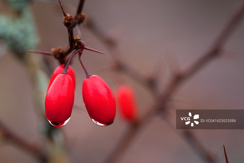 小檗（Berberis thunbergii）图片素材