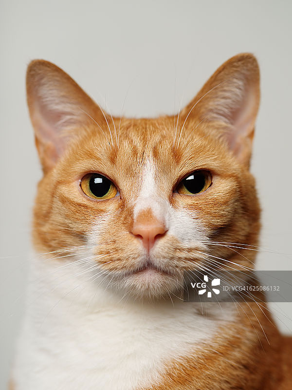 表情严肃的猫图片素材