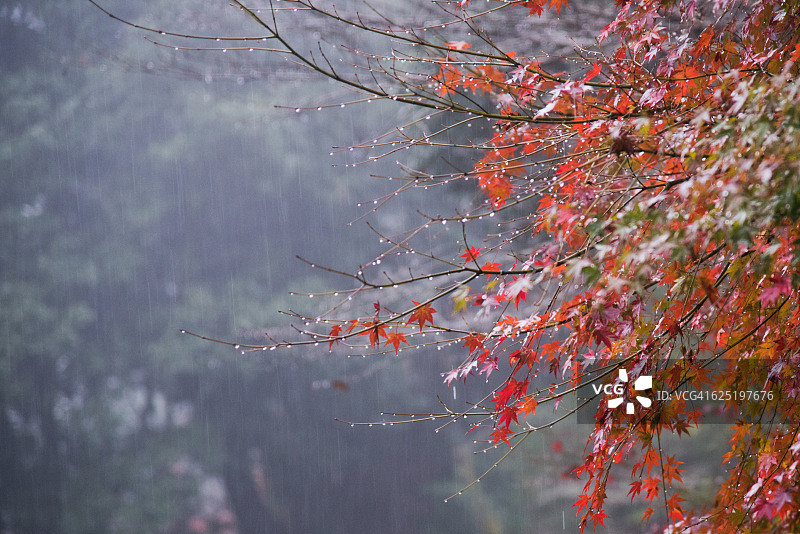雨中的枫叶图片素材