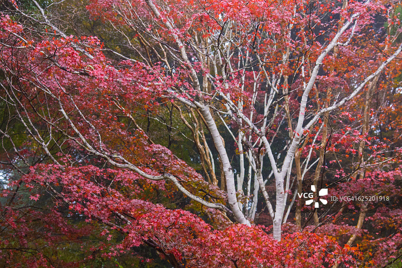 日本九州佐贺枫树上的红枫叶图片素材