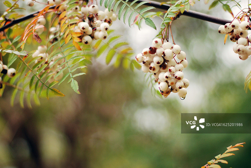 秋色树叶和浆果图片素材