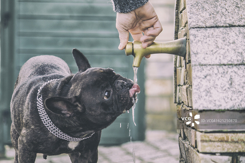 法国斗牛犬在水源地喝水图片素材