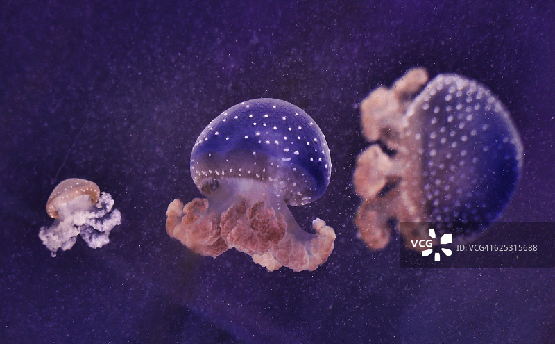 三种白色斑点海蜇标本图片素材