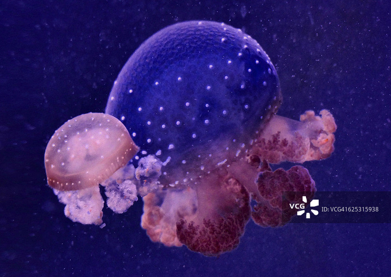 两只白色斑点水母标本图片素材