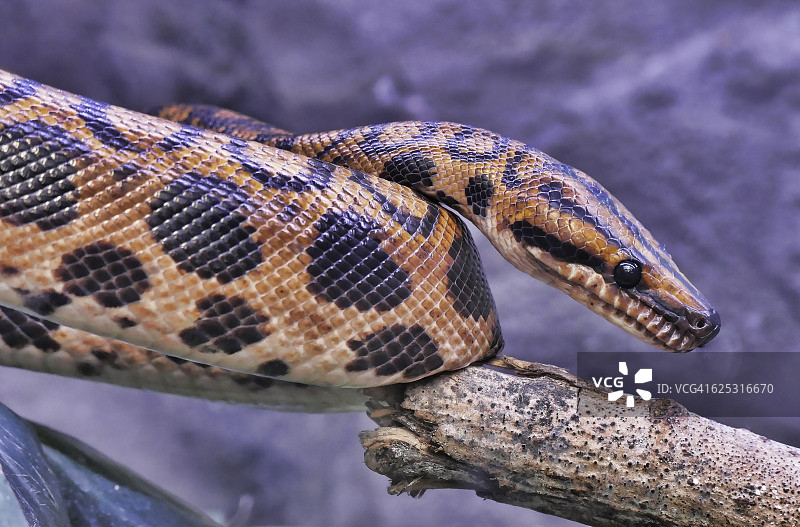 彩虹蚺或原产于中美洲和南美洲的细蚺图片素材