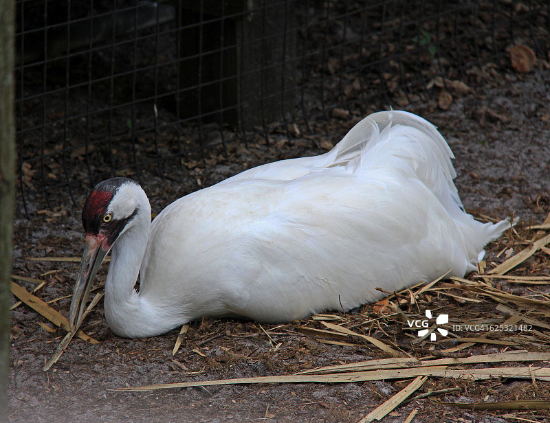濒危美洲鹤筑巢图片素材