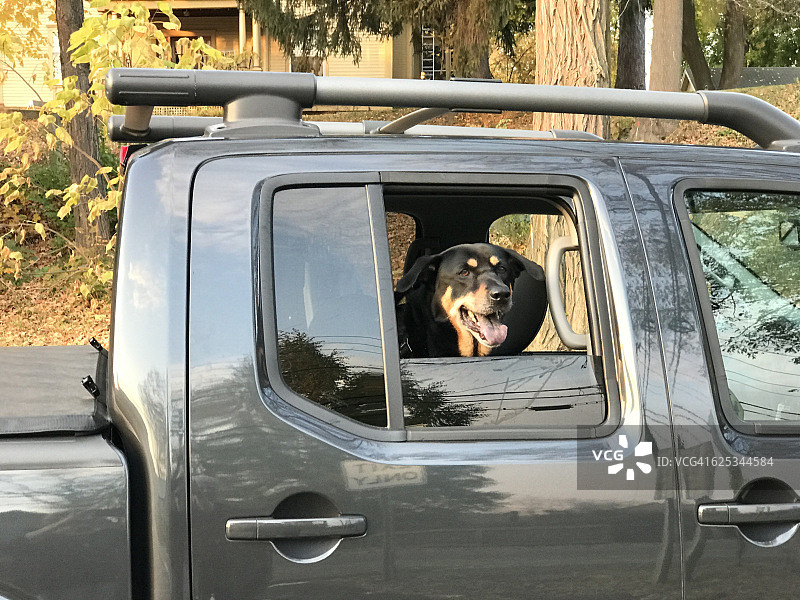 狗在卡车里准备在美佛蒙特州布拉特尔伯勒徒步旅行图片素材