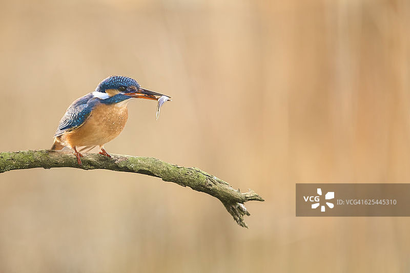 翠鸟栖息在树枝上，嘴里叼着鱼图片素材