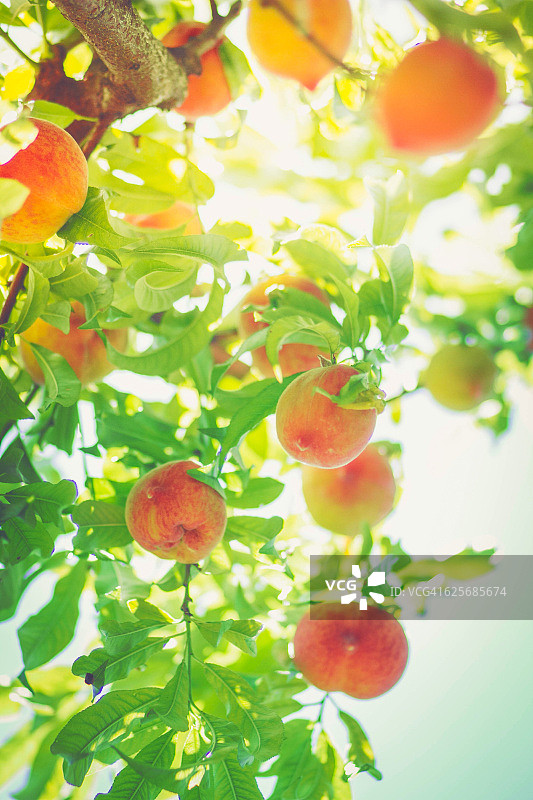 未采摘的桃子图片素材