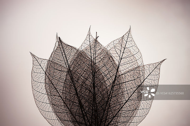 多层叶子骨架图片素材